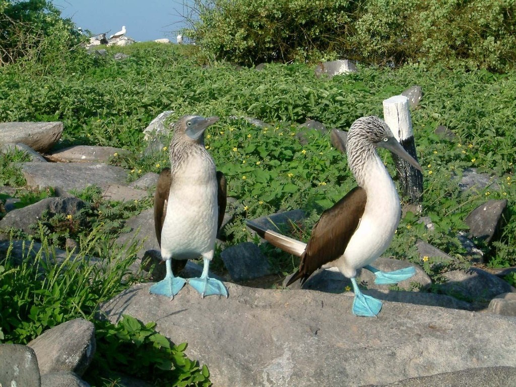 Blue Water rally - Blue footed Boobies © Peter Seymour